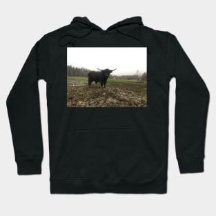 Scottish Highland Cattle Bull 1845 Hoodie